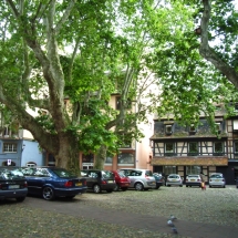14-alte Baeume